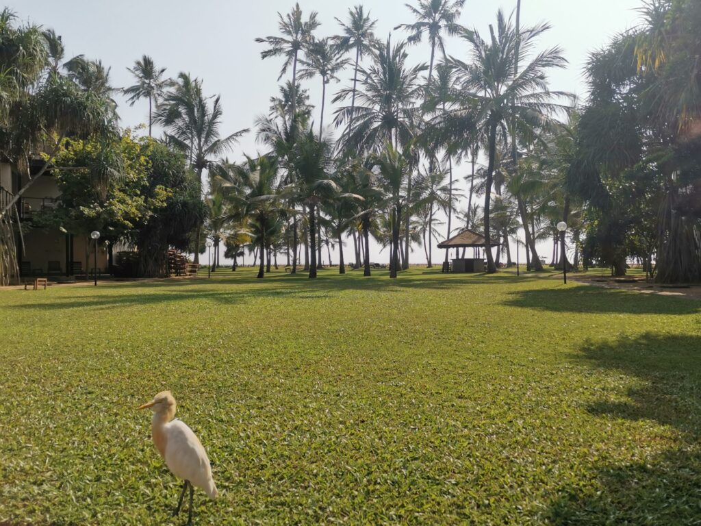 Greenery and nature at quarantine hotel, Sri Lanka