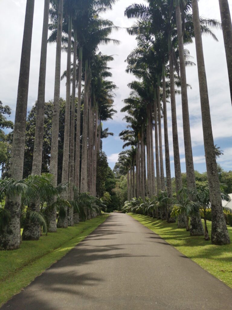 Portrait photo of tall palm trees lining the wide pathway at the Botanical gardens in Kandy, Sri Lanka