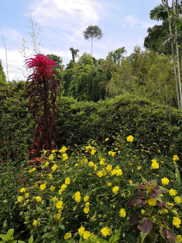 Colourful flowers and plants at the Botanical Gardens in Kandy, Sri Lanka