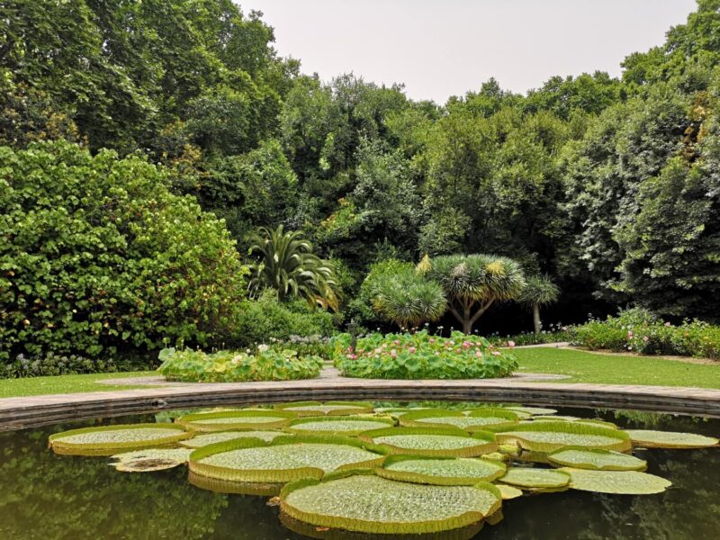 This the giant lily pond at Malaga Botanical Gardens. For those looking to escape the city for a day, visiting Malaga Botanical Gardens is one of the best things to do in Malaga